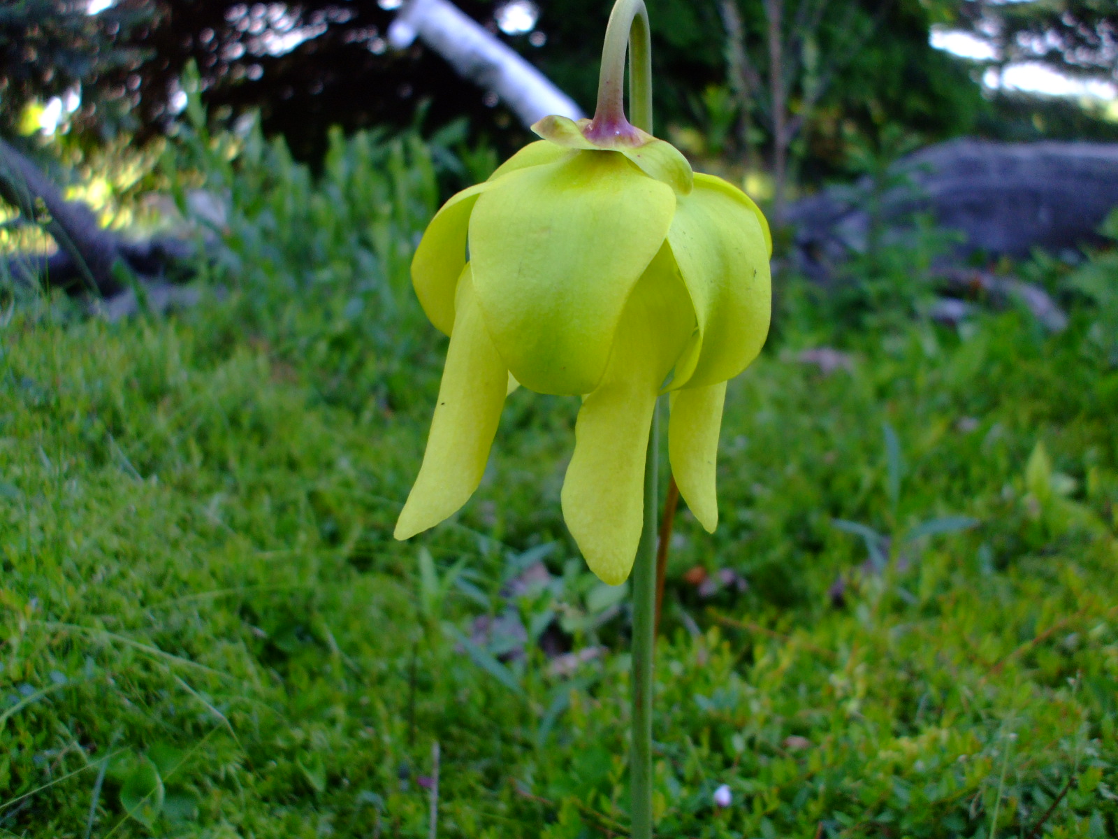 Sarracenia flava